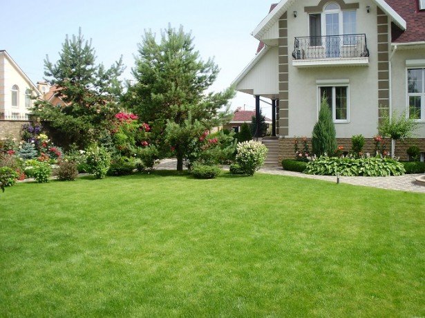 Лучшие и качественные газоны для вашего дома