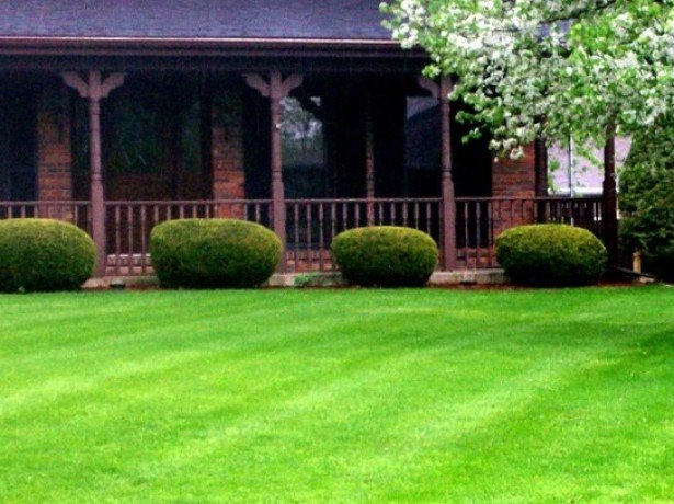 Лучшие и качественные газоны для вашего дома 